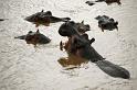 Hippos again